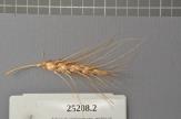 Click for 1 image(s) for this accession. Spike